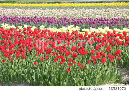 鬱金香領域 38581070