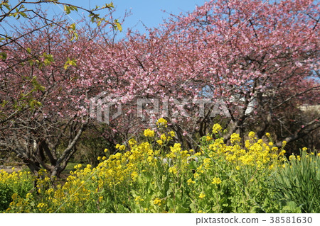 Rape field and Kawazu cherry blossom trees 38581630