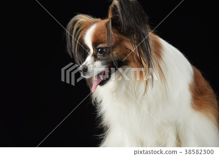 小狗 小狗 38582300