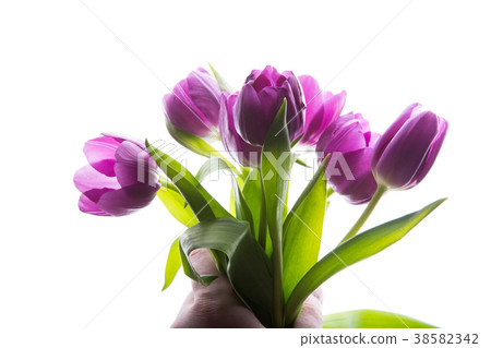 Bouquet of purple tulip flowers in man hand Bouquet of purple tulip flowers in man hand 38582342