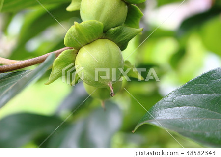 Blue persimmon Blue persimmon 38582343