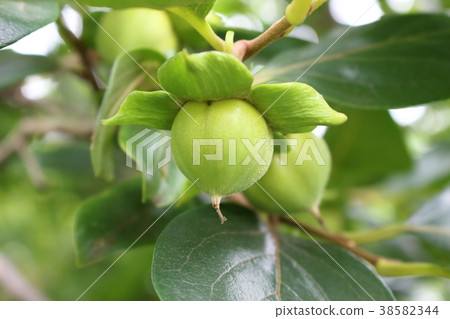 Blue persimmon Blue persimmon 38582344