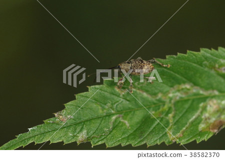 生物昆蟲十月下旬的雜草，混交林。現在是秋天加深的時候了，但是...... 38582370