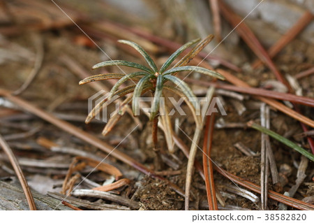 It is a natural plant Koyamaki, a seedling. The color of the leaves is not very good, but you can see a round sprout in the middle 38582820