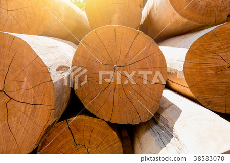 Stack of Larg wood log golden teak in Sawmills 38583070