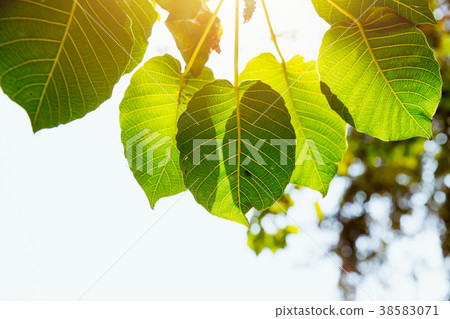 Bodhi Leaf Green fresh nature ecology, sunlight 38583071