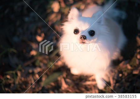 奇瓦瓦目光接觸 38583155