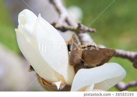 Hakumokuren bud 38583193
