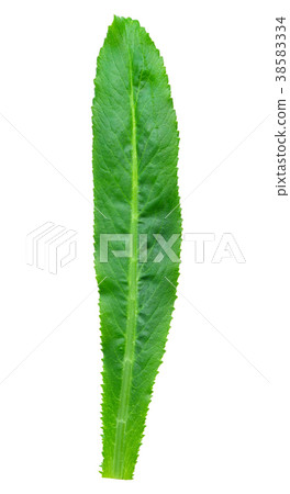 Coriander leaves or Eryngium foetidum isolated 38583334