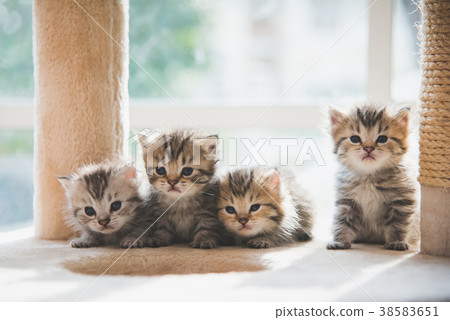 Group persian kittens sitting on cat tower Group persian kittens sitting on cat tower 38583651