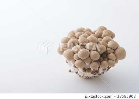 White background beech shimeji 38583908