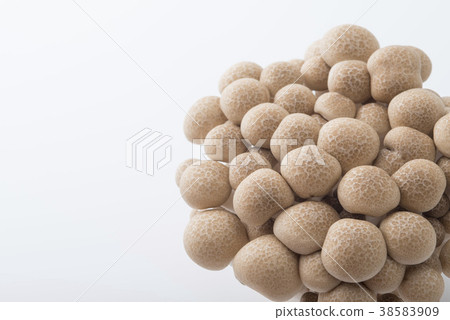 White background beech shimeji 38583909