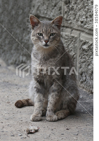 Domestic cat with a caught mouse. Domestic cat with a caught mouse. 38584079