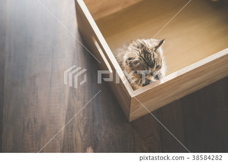 Top view of cute kitten playig in a wooden box Top view of cute kitten playig in a wooden box 38584282