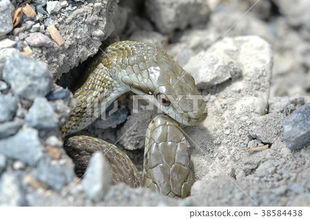 Snake Good friend two animals 38584438