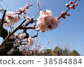 Jinshin 38584884