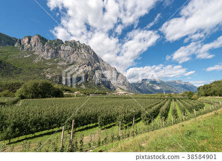 Apple Orchards in Sarca Valley - Trentino Italy 38584901