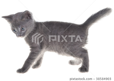 Small kitten playing isolated Small kitten playing isolated 38584903