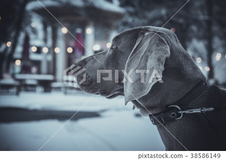 weimaraner dog stay on the winter street weimaraner dog stay on the winter street 38586149