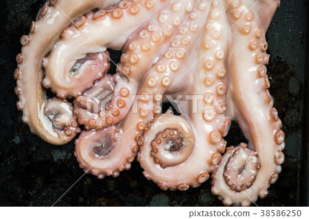 Octopus tentacles closeup detail view Octopus tentacles closeup detail view 38586250