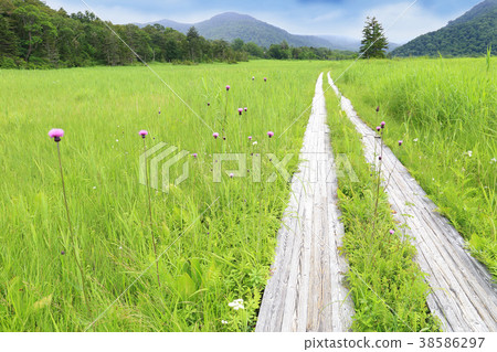 Oze Shimodadai wooden path and thistle 38586297