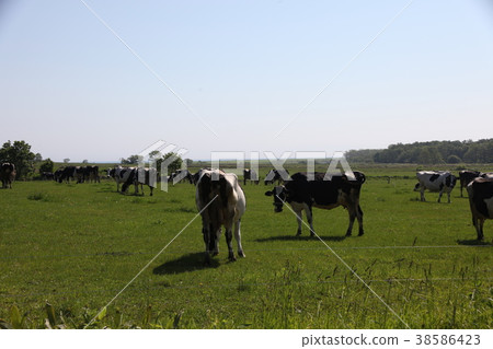 Ranch _ Monbetsu 38586423