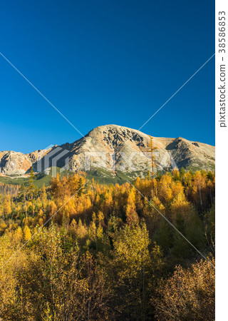 Autumn foliage in forest and high Tatra mountains  38586853