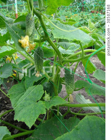 cucumber cucumber 38587168