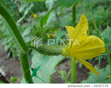 cucumber cucumber 38587170