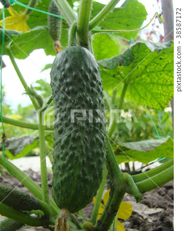 cucumber cucumber 38587172