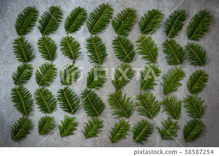 Green fir, minimalist flat lay design and pattern Green fir, minimalist flat lay design and pattern 38587254