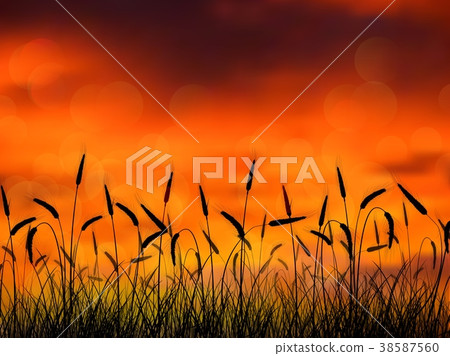 Silhouette of wheat when of sunset Silhouette of wheat when of sunset 38587560