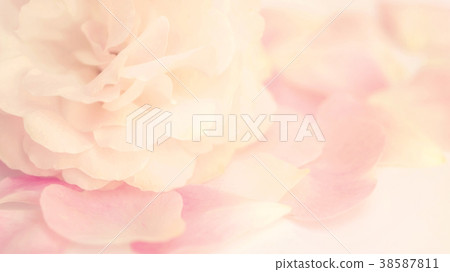 Close up of a pink rose flower. Vintage style and soft focus. Close up of a pink rose flower. Vintage style and soft focus. 38587811