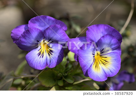 Pansy 38587920