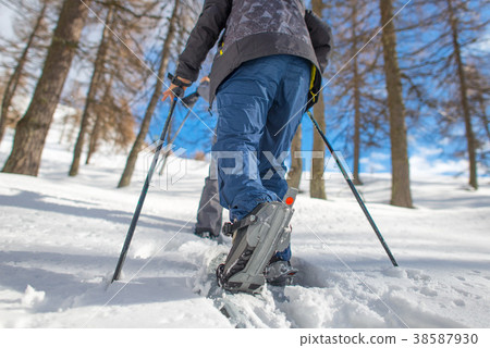 Walk with snowshoes through the larch trees 38587930