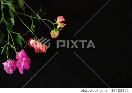 Sweet pea (black background) 38588191