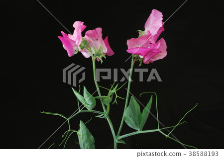 甜豌豆（黑色背景） 38588193