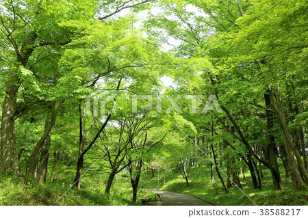 清新的綠色自然公園 38588217