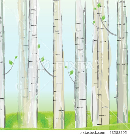 Aspen forest. vector 38588295