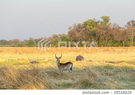 southern lechwe Africa safari wildlife 38588826