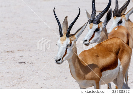 Springbok Antidorcas in Etosha, Namibia 38588832