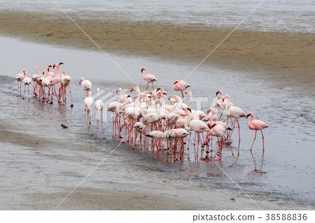 colony of Rosy Flamingo, africa wildlife 38588836