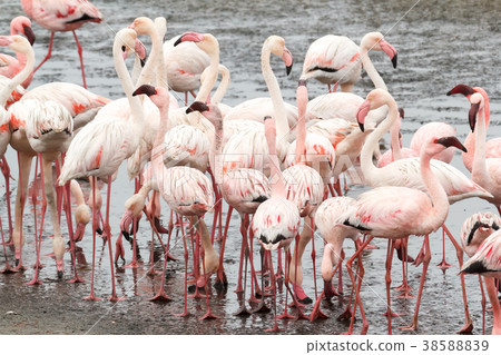 colony of Rosy Flamingo, africa wildlife 38588839