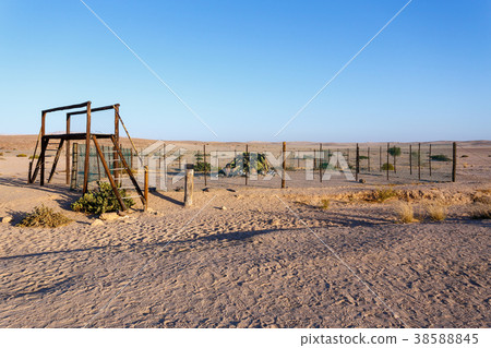 prehistoric desert plant, Namibia 38588845