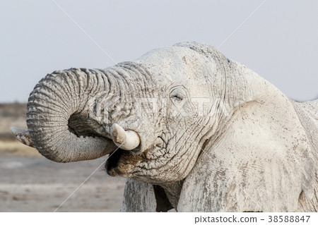White african elephants on Etosha waterhole 38588847