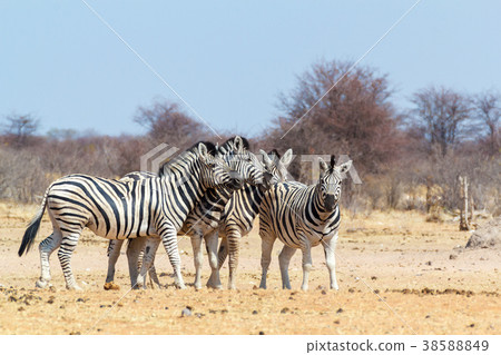 Zebra family in african bush 38588849