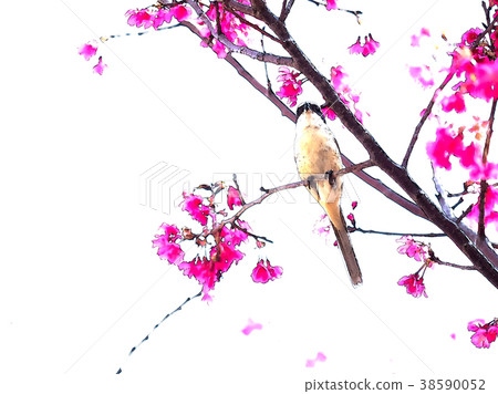 櫻花季節 38590052