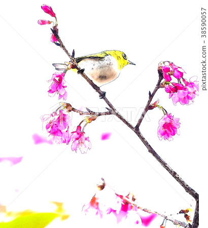 櫻花季節 38590057