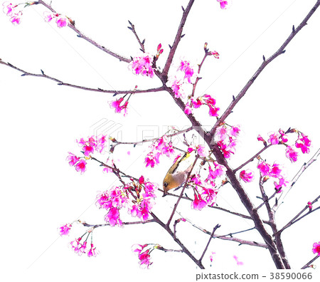 櫻花季節 38590066