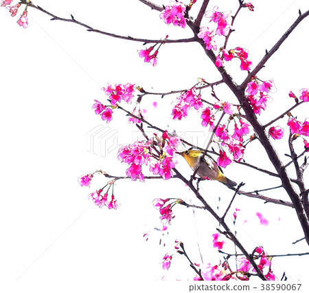 Cherry blossom season 38590067